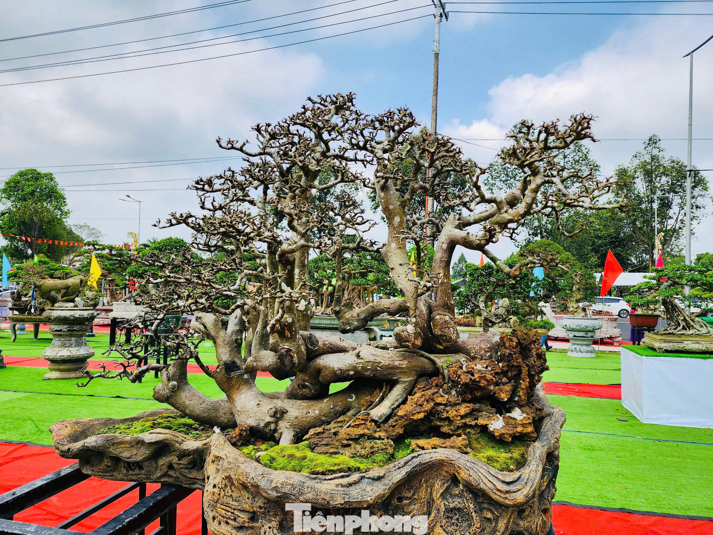 Đa phần những “siêu cây” bonsai tại triển lãm có giá dao động từ vài trăm triệu đến hàng tỷ đồng. Tuy nhiên các nghệ nhân đều không nhắc đến giá mà chủ yếu trao đổi về dáng thế, nét độc đáo của cây cảnh mình mang đến triển lãm. Ảnh: Nguyễn Ngọc