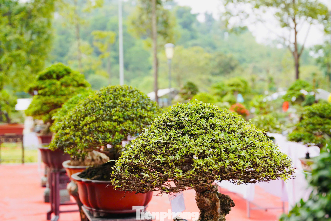 Trong không gian hội chợ triển lãm có trên 1.000 tác phẩm cây cảnh, bonsai được các nghệ nhân từ 12 tỉnh thành phố trên cả nước mang về Quảng Ngãi trưng bày. Ảnh: Nguyễn Ngọc