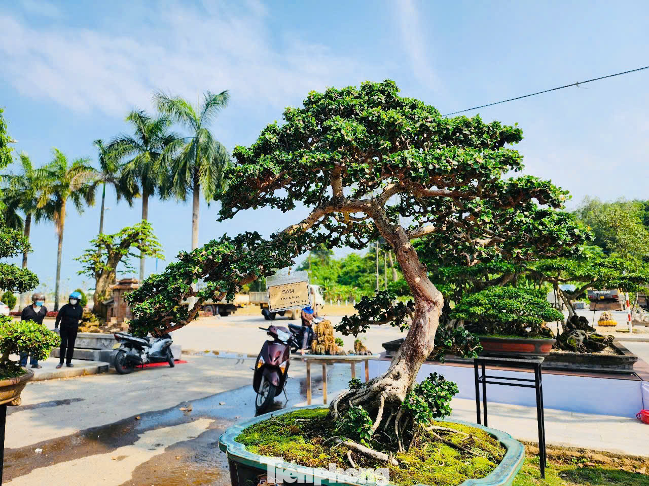 Trong số tác phẩm này Ban tổ chức sẽ chọn và vinh danh 50 tác phẩm cây cảnh xuất sắc cỡ đại và ngoại cỡ mang ý nghĩa tượng trưng cho 50 năm Ngày Giải phóng tỉnh Quảng Ngãi, đây là nét khác biệt trong triển lãm lần này. Ảnh: Nguyễn Ngọc