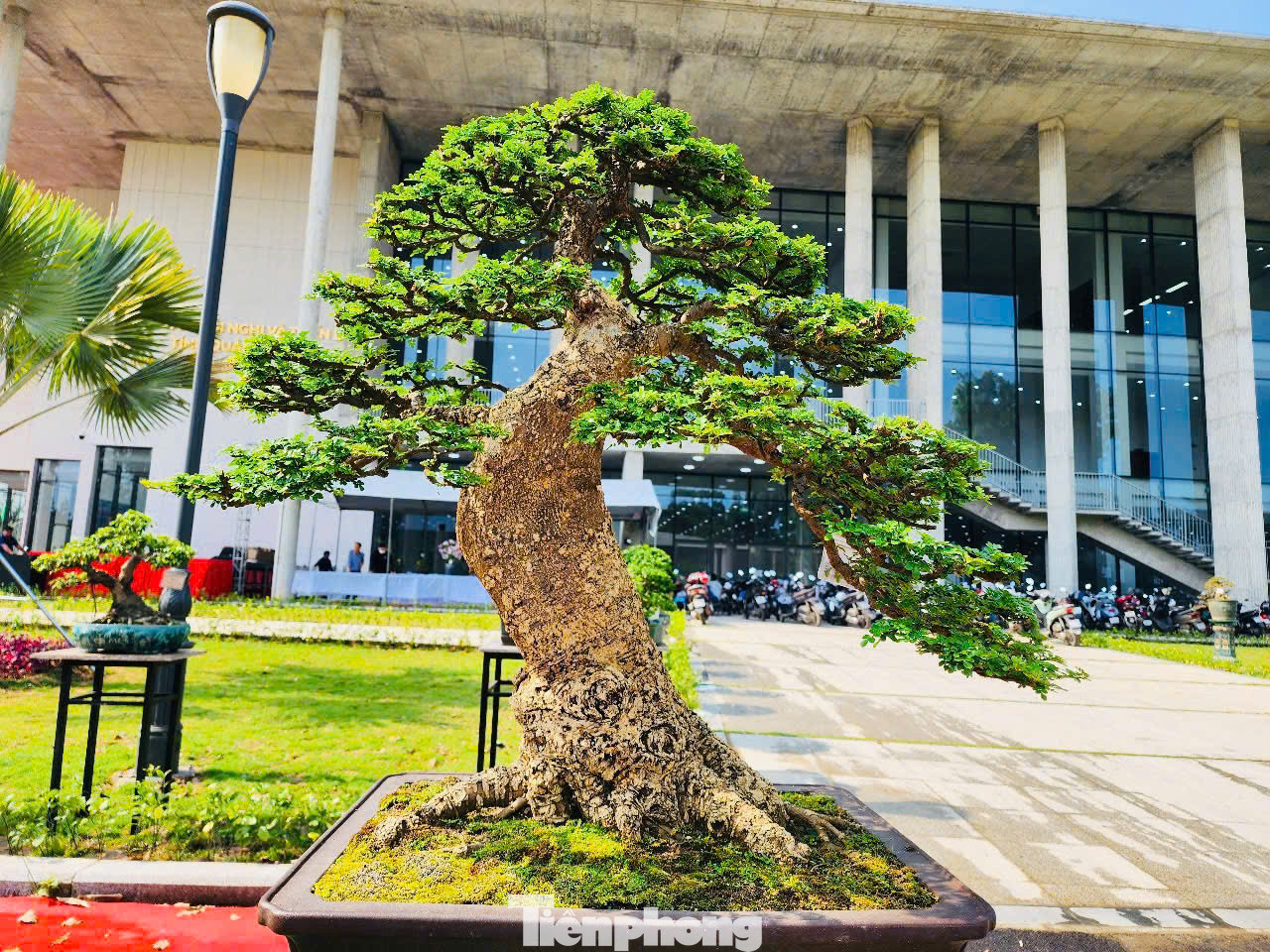 Nhiều du khách, người chơi cây cảnh ở các tỉnh thành cũng đến Quảng Ngãi dịp này. Anh Hoàng Phong (TP Đà Nẵng) cùng hai người bạn ghé triển lãm và mê mẩn trước ngàn cây bonsai hội tụ. Ảnh: Nguyễn Ngọc