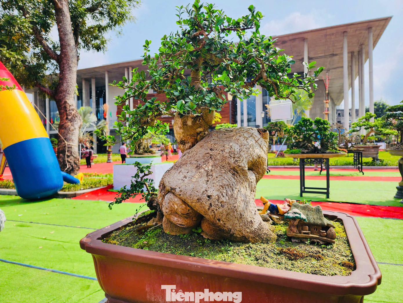 “Quá đẹp, hi vọng trong những ngày đến, tôi sẽ có duyên giao lưu trao đổi một cây mà mình thích”, anh Phong nói. Ảnh: Nguyễn Ngọc