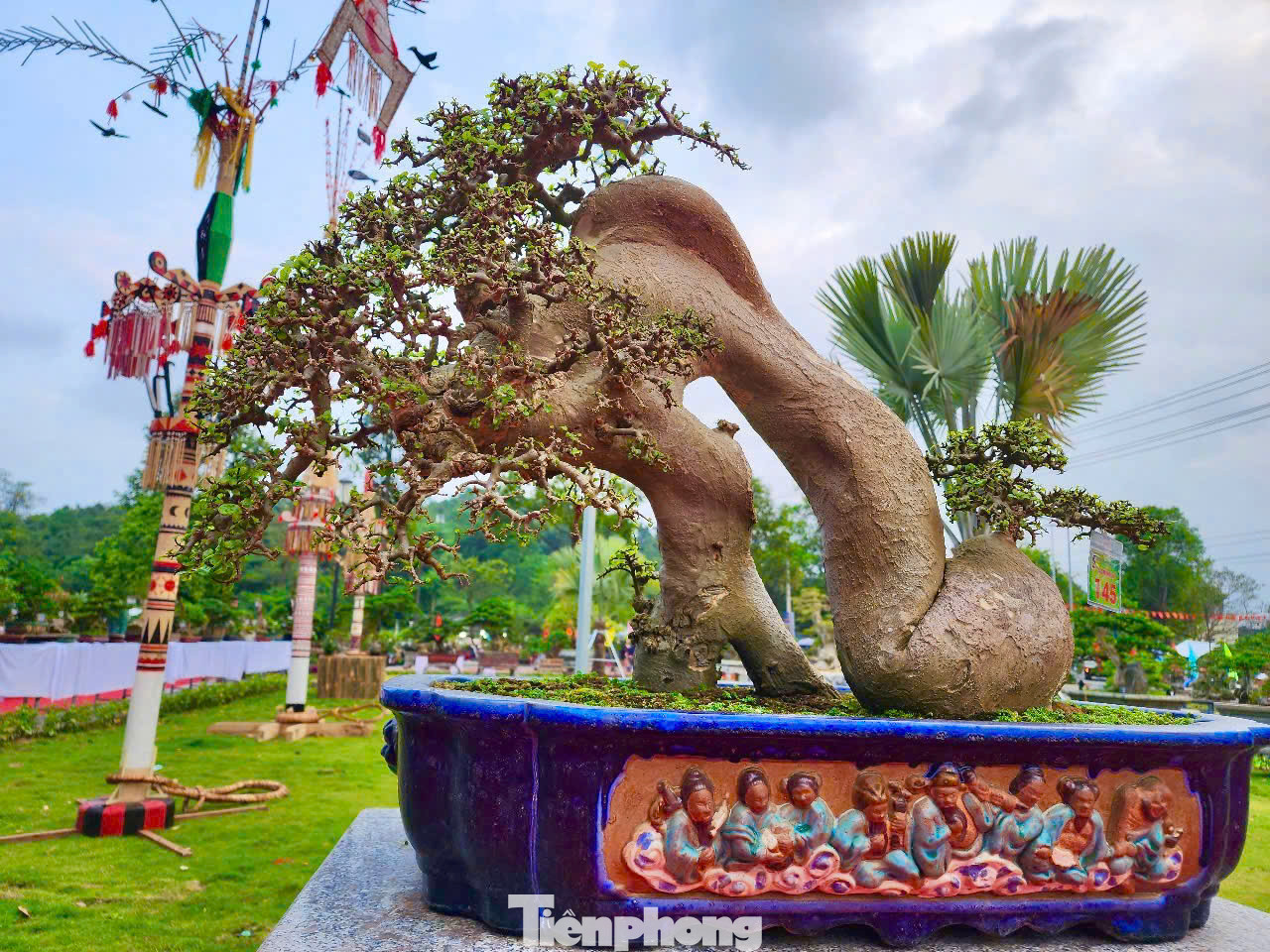 Không chỉ người dân trong tỉnh Quảng Ngãi ghé triển lãm sinh vật cảnh lần này, mà ngay từ khi cây bonsai được đưa đến triển lãm, nhiều người ở TP.HCM, Đà Nẵng, Hà Nội, Quảng Nam... cũng ghé Quảng Ngãi. Ảnh: Nguyễn Ngọc