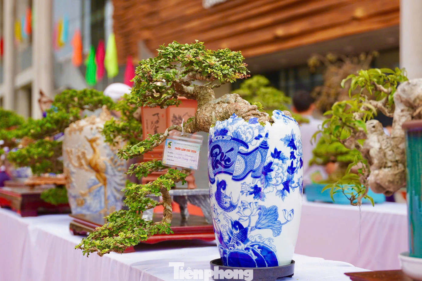 “Quá đẹp, hi vọng trong những ngày đến, tôi sẽ có duyên giao lưu trao đổi một cây mà mình thích”, anh Phong nói. Ảnh: Nguyễn Ngọc