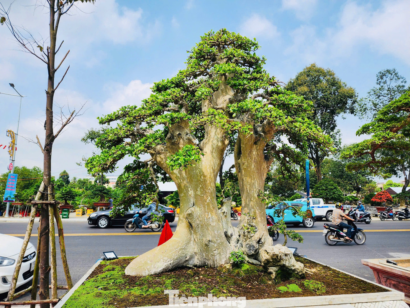 Đa phần những “siêu cây” bonsai tại triển lãm có giá dao động từ vài trăm triệu đến hàng tỷ đồng. Tuy nhiên các nghệ nhân đều không nhắc đến giá mà chủ yếu trao đổi về dáng thế, nét độc đáo của cây cảnh mình mang đến triển lãm. Ảnh: Nguyễn Ngọc