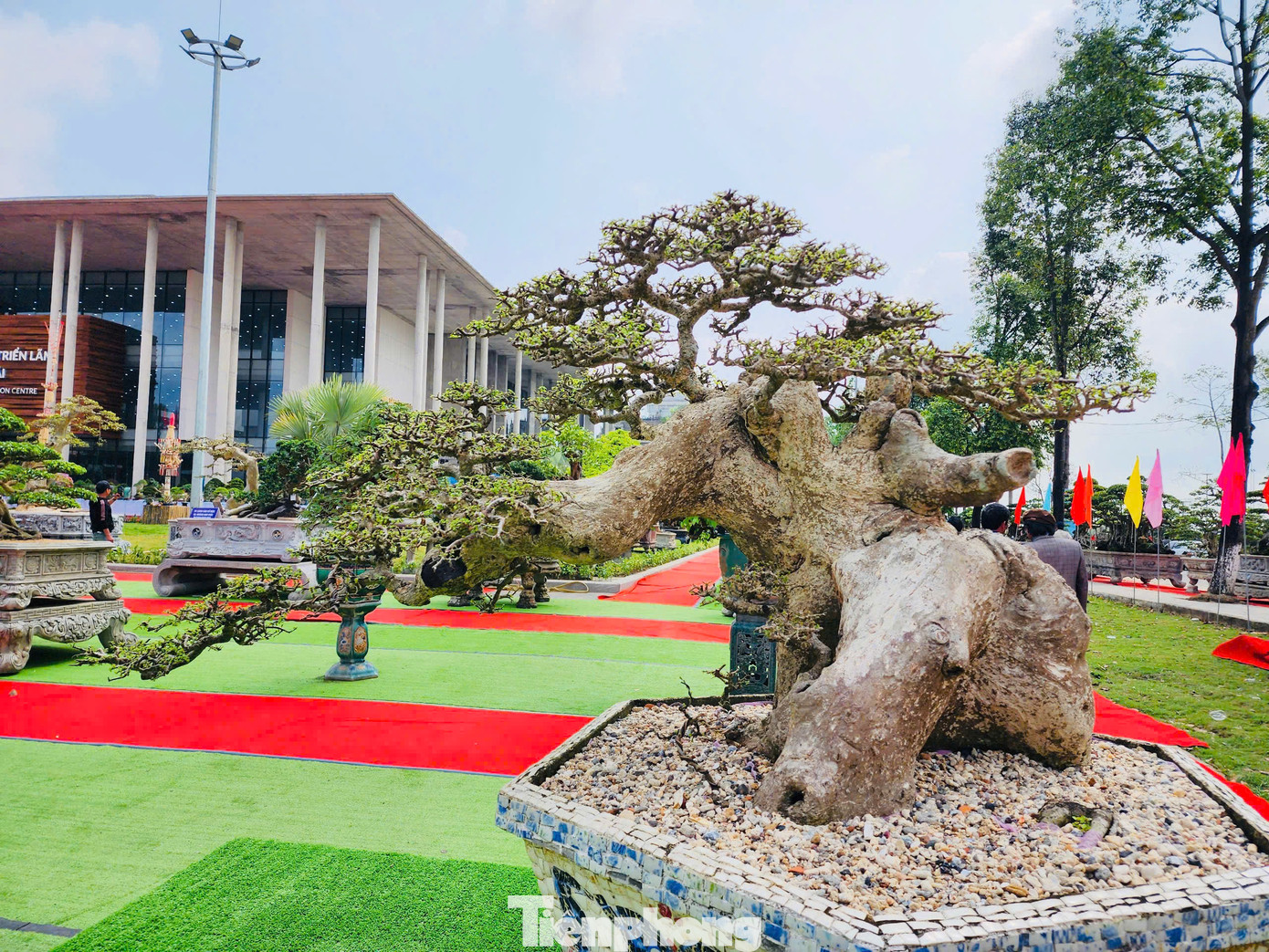 Đa phần những “siêu cây” bonsai tại triển lãm có giá dao động từ vài trăm triệu đến hàng tỷ đồng. Tuy nhiên các nghệ nhân đều không nhắc đến giá mà chủ yếu trao đổi về dáng thế, nét độc đáo của cây cảnh mình mang đến triển lãm. Ảnh: Nguyễn Ngọc