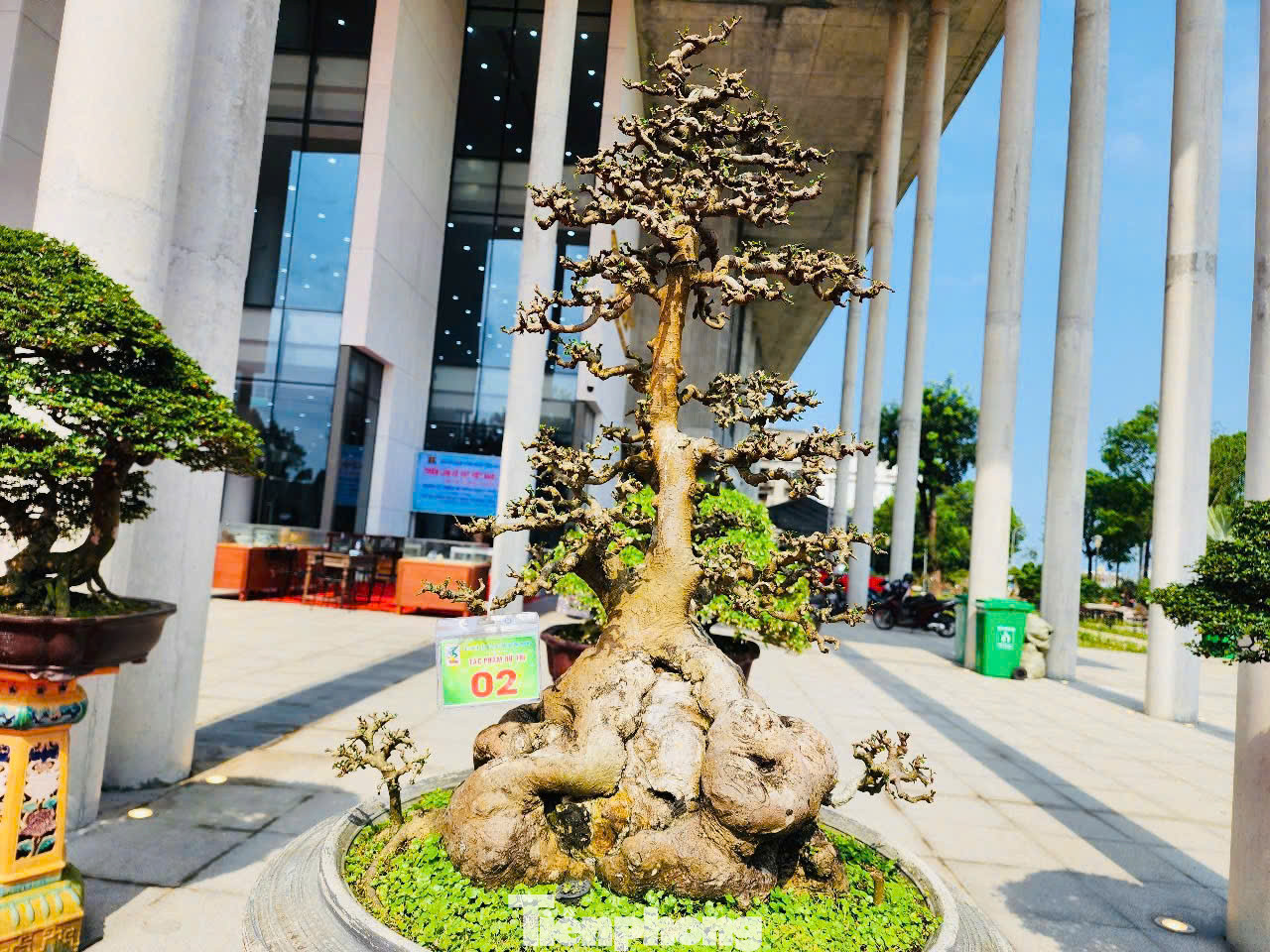 “Bonsai thì giá rất “vô cùng” nên tùy thuộc vào phong cách người chơi mà mức giá có thể khác nhau. Vậy nên nói về giá là điều tối kỵ với nhiều nghệ nhân khi mang đến triển lãm”, ông Giữ nói. Ảnh: Nguyễn Ngọc