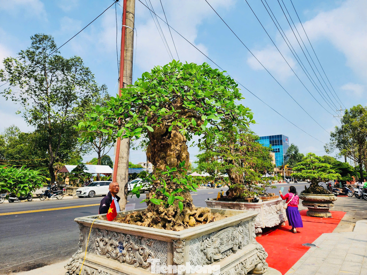 Trong không gian hội chợ triển lãm có trên 1.000 tác phẩm cây cảnh, bonsai được các nghệ nhân từ 12 tỉnh thành phố trên cả nước mang về Quảng Ngãi trưng bày. Ảnh: Nguyễn Ngọc