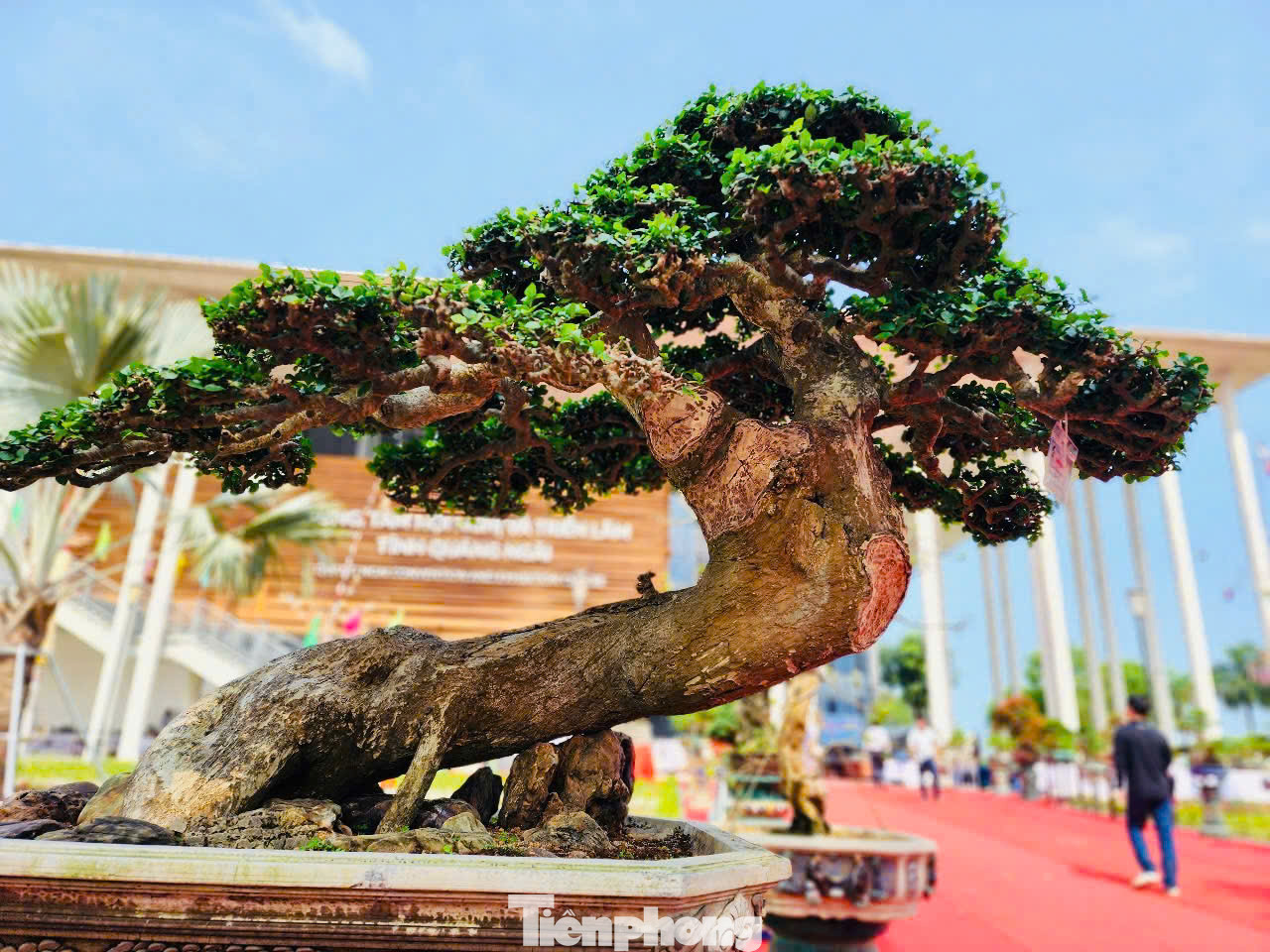 Không chỉ người dân trong tỉnh Quảng Ngãi ghé triển lãm sinh vật cảnh lần này, mà ngay từ khi cây bonsai được đưa đến triển lãm, nhiều người ở TP.HCM, Đà Nẵng, Hà Nội, Quảng Nam... cũng ghé Quảng Ngãi. Ảnh: Nguyễn Ngọc