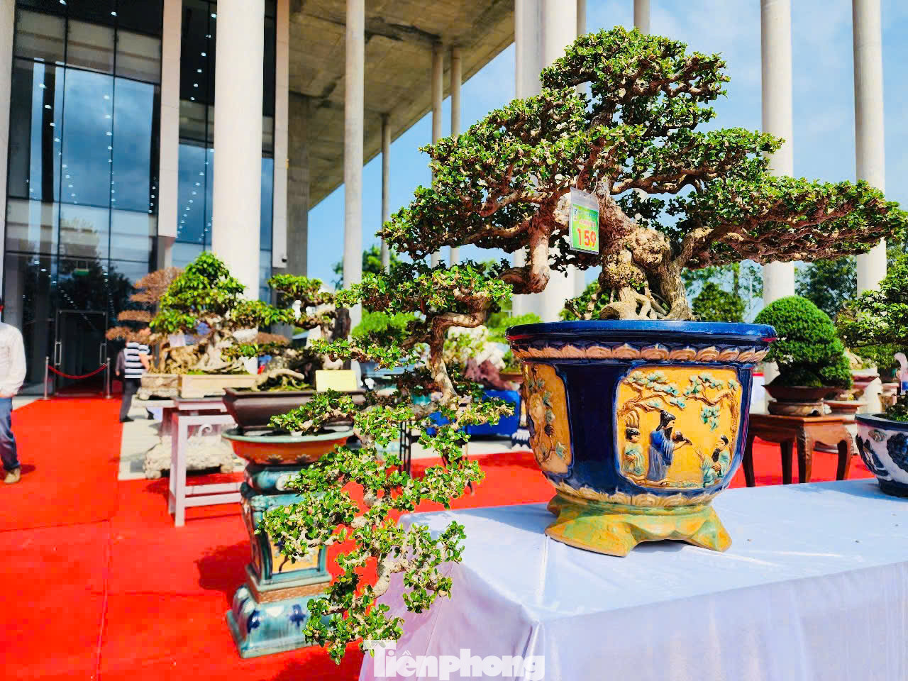 Trong số tác phẩm này Ban tổ chức sẽ chọn và vinh danh 50 tác phẩm cây cảnh xuất sắc cỡ đại và ngoại cỡ mang ý nghĩa tượng trưng cho 50 năm Ngày Giải phóng tỉnh Quảng Ngãi, đây là nét khác biệt trong triển lãm lần này. Ảnh: Nguyễn Ngọc