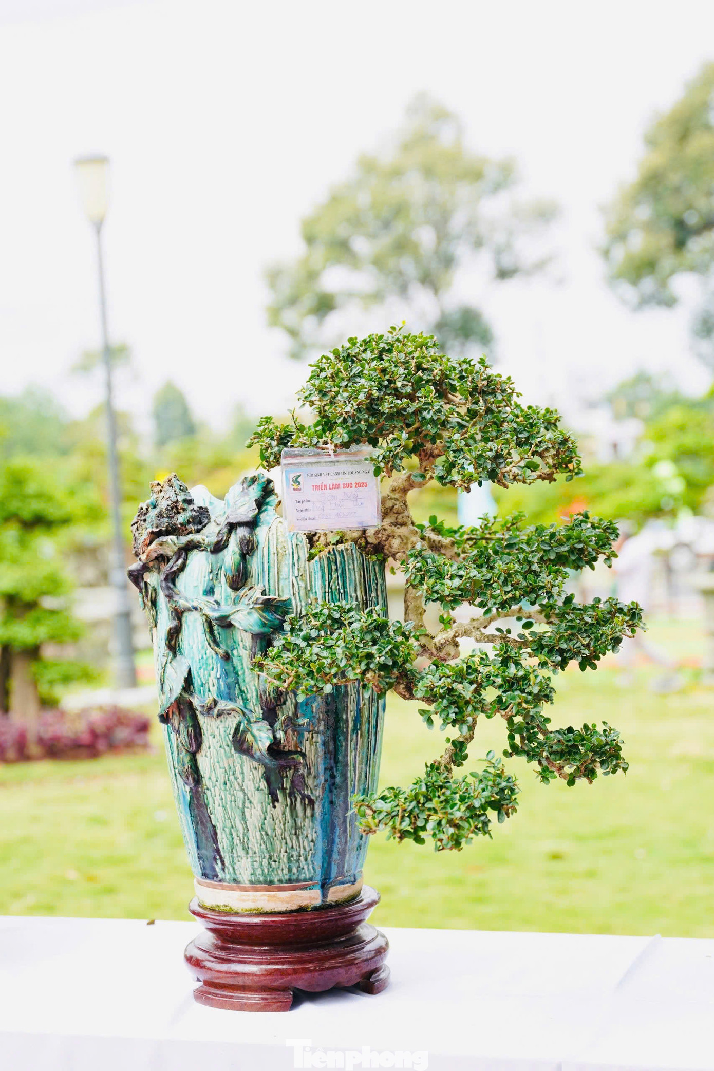 Ông Huỳnh Minh Giữ - Chủ tịch Hội sinh vật cảnh Quảng Ngãi cho hay, triển lãm thu hút hơn 1.000 tác phẩm đến từ 12 tỉnh thành. Đây đều là những cây cảnh quý, hội tụ các yếu tố cổ, kỳ, mỹ, văn. Ảnh: Nguyễn Ngọc