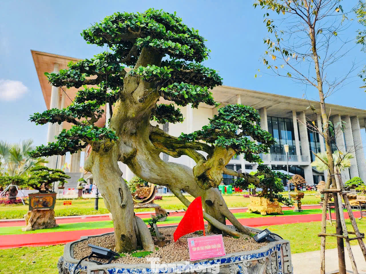 Nhiều du khách, người chơi cây cảnh ở các tỉnh thành cũng đến Quảng Ngãi dịp này. Anh Hoàng Phong (TP Đà Nẵng) cùng hai người bạn ghé triển lãm và mê mẩn trước ngàn cây bonsai hội tụ. Ảnh: Nguyễn Ngọc