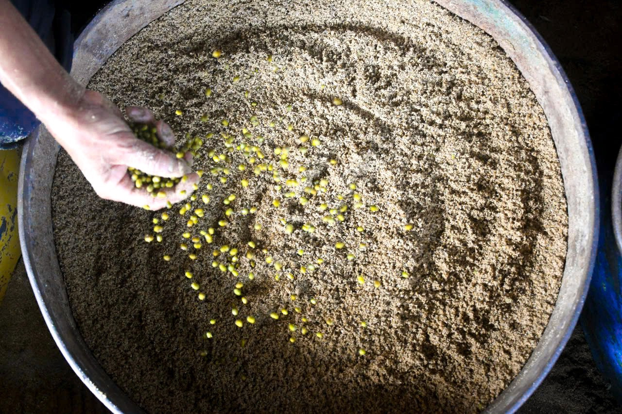 Thùng làm giá được phủ một lớp cát, rồi rải đậu xanh đã ngâm nước lên trên. Mỗi lớp cát sẽ rải một lớp đậu, mỗi thùng rải 6-7 lớp đậu xanh.