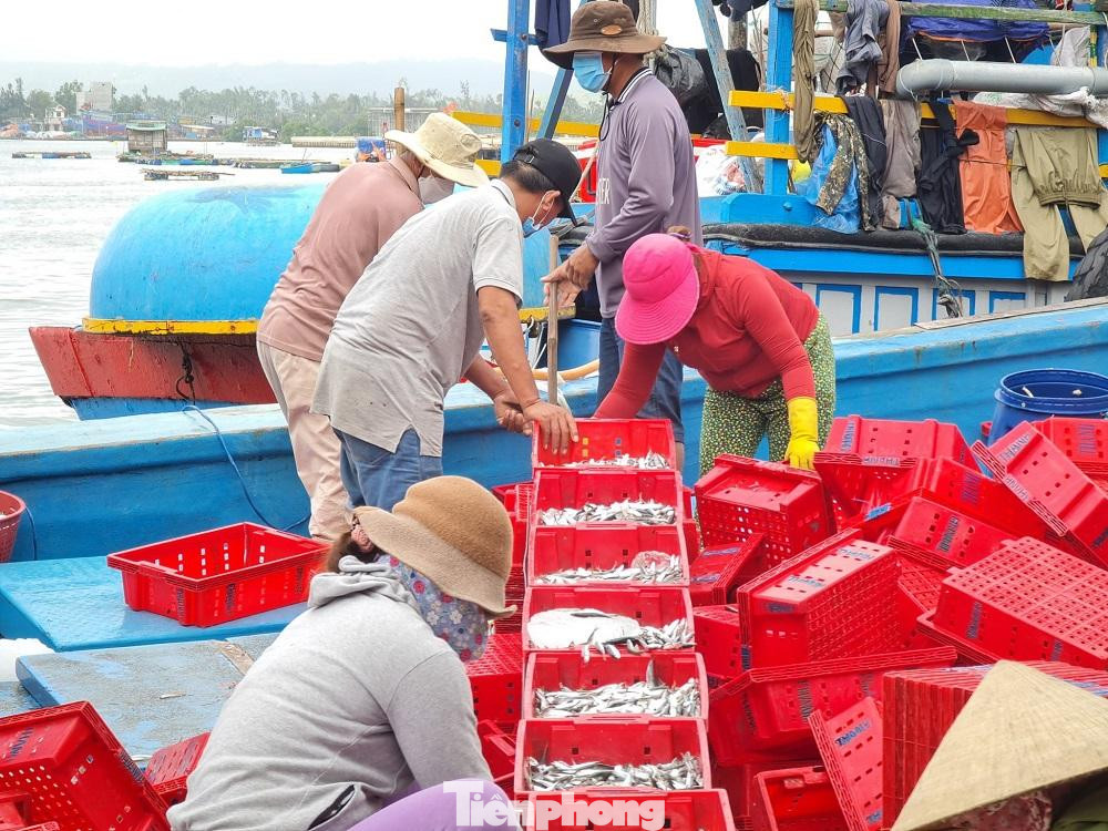 Ngư dân cho biết chỉ sau một đêm khai thác trên biển, họ có thể thu về từ 5-10 tấn cá nục điếu. Với giá thương lái thu mua tại chỗ dao động từ 20-30 ngàn đồng/kg tùy kích cỡ, mỗi chủ tàu thu về từ vài chục đến cả trăm triệu đồng. Trừ chi phí, có thu nhập từ 2-3 triệu đồng/người/ngày.