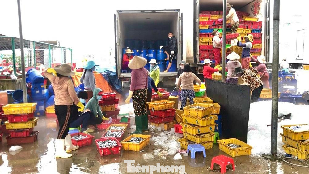 Ngư dân chuyển cá từ khoang tàu lên bờ. Cá nục được phân loại, ướp đá chờ chuyển lên xe tải chở đi tiêu thụ thị trường trong và ngoài tỉnh. Mỗi ngày, một thương lái thu mua từ 20-25 tấn cá.
