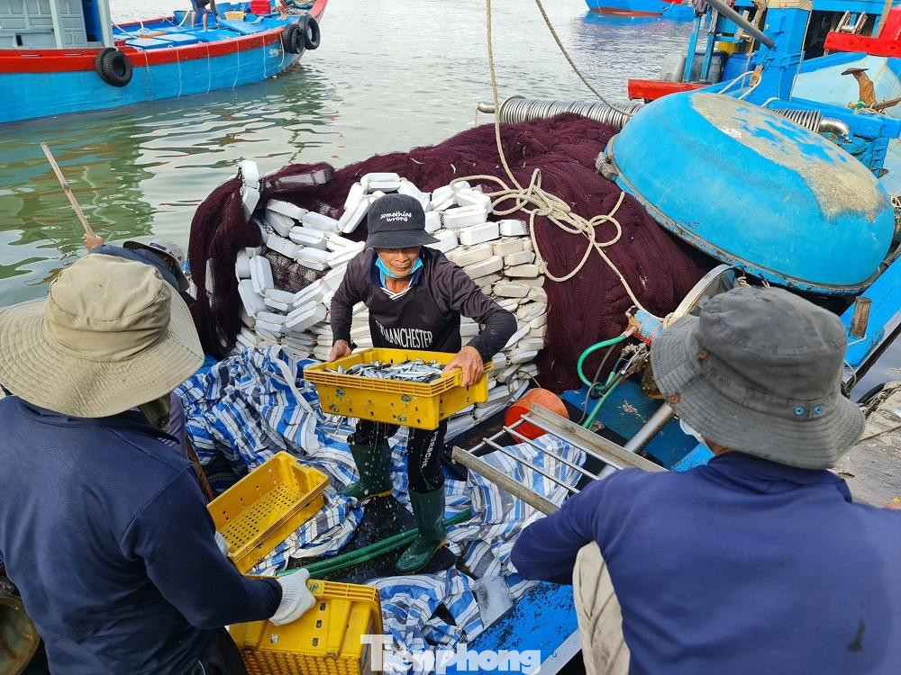 Tại cảng cá Sa Kỳ, xã Bình Châu, huyện Bình Sơn; Tịnh Kỳ, TP Quảng Ngãi, hàng trăm ngư dân liên tục đưa tàu về cập cảng, các thương lái, các loại xe tải tập trung tại các bến cảng thu mua cá, không khí trở nên tấp nập, nhộn nhịp hơn ngày thường.
