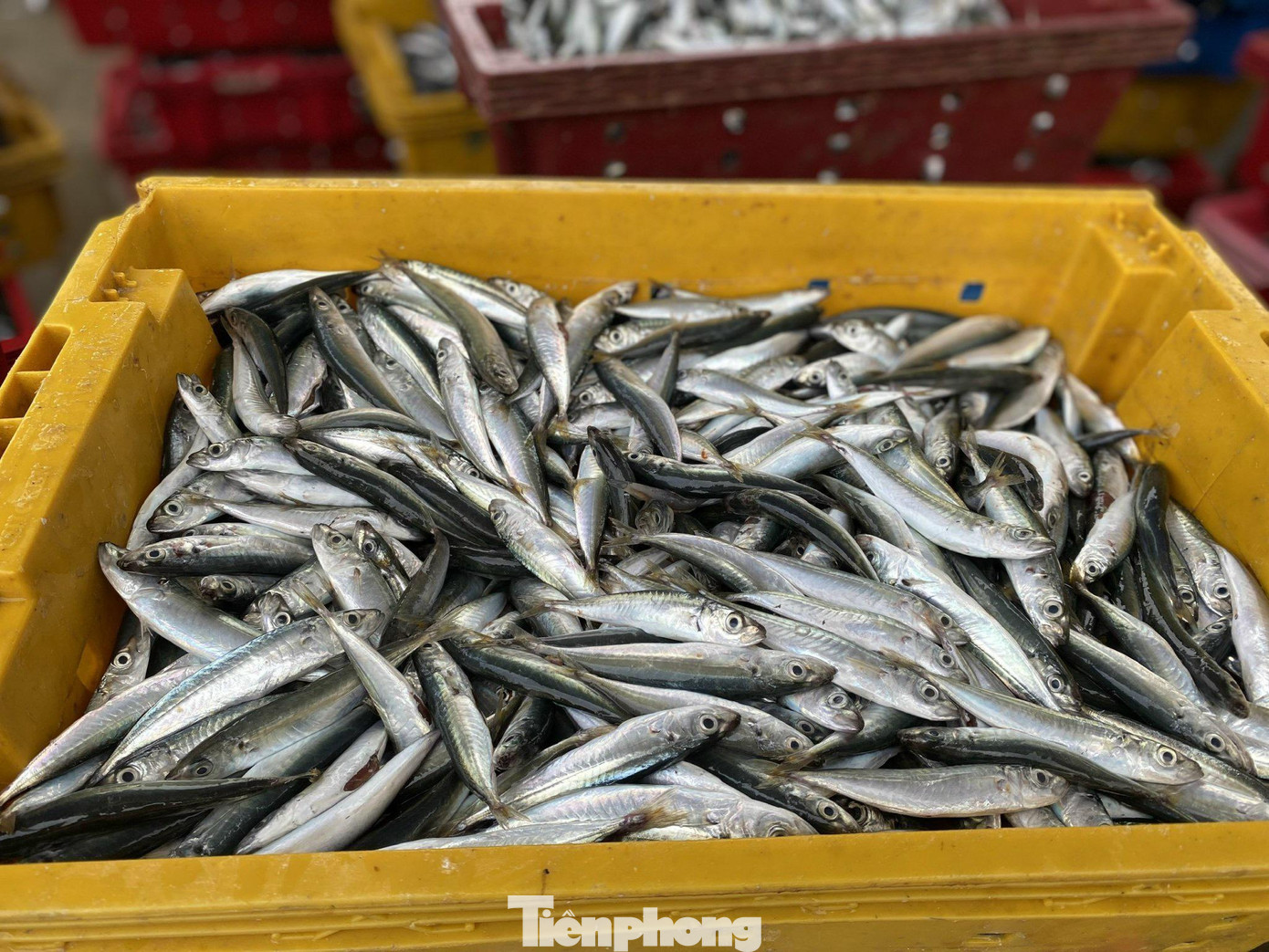 “Năm ngoái do ảnh hưởng của đại dịch COVID-19 nên giá hải sản xuống dốc. Nay trúng “lộc biển” đầu năm, giá bán lại cao nên ngư dân chúng tôi rất vui mừng. Chuyến biển đầu năm đã có tín hiệu khởi sắc, hy vọng năm nay cá tôm đầy khoang”, ngư dân Võ Thành Nhân, trú thôn Tây An Vĩnh, xã huyện Lý Sơn chia sẻ.