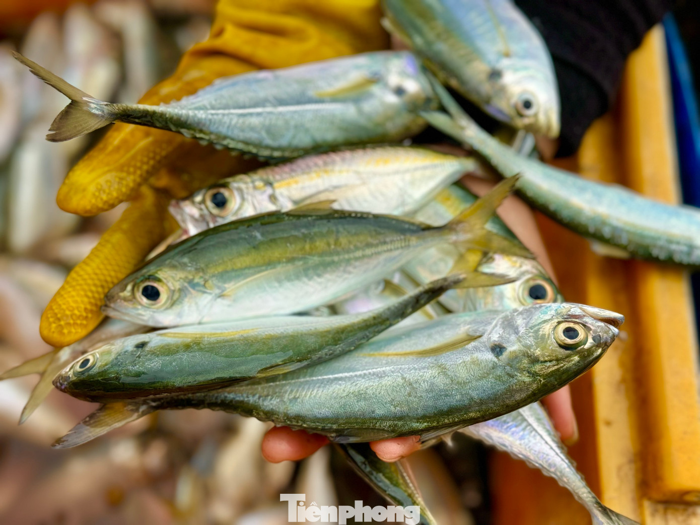 Những mẻ cá tươi rói.