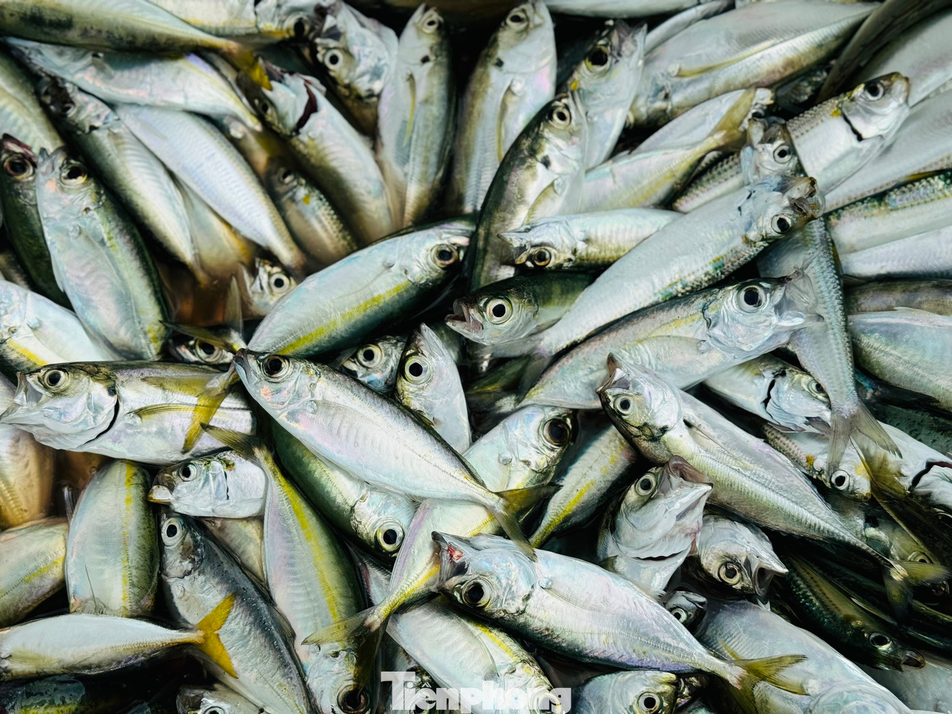 Những mẻ cá tươi rói.