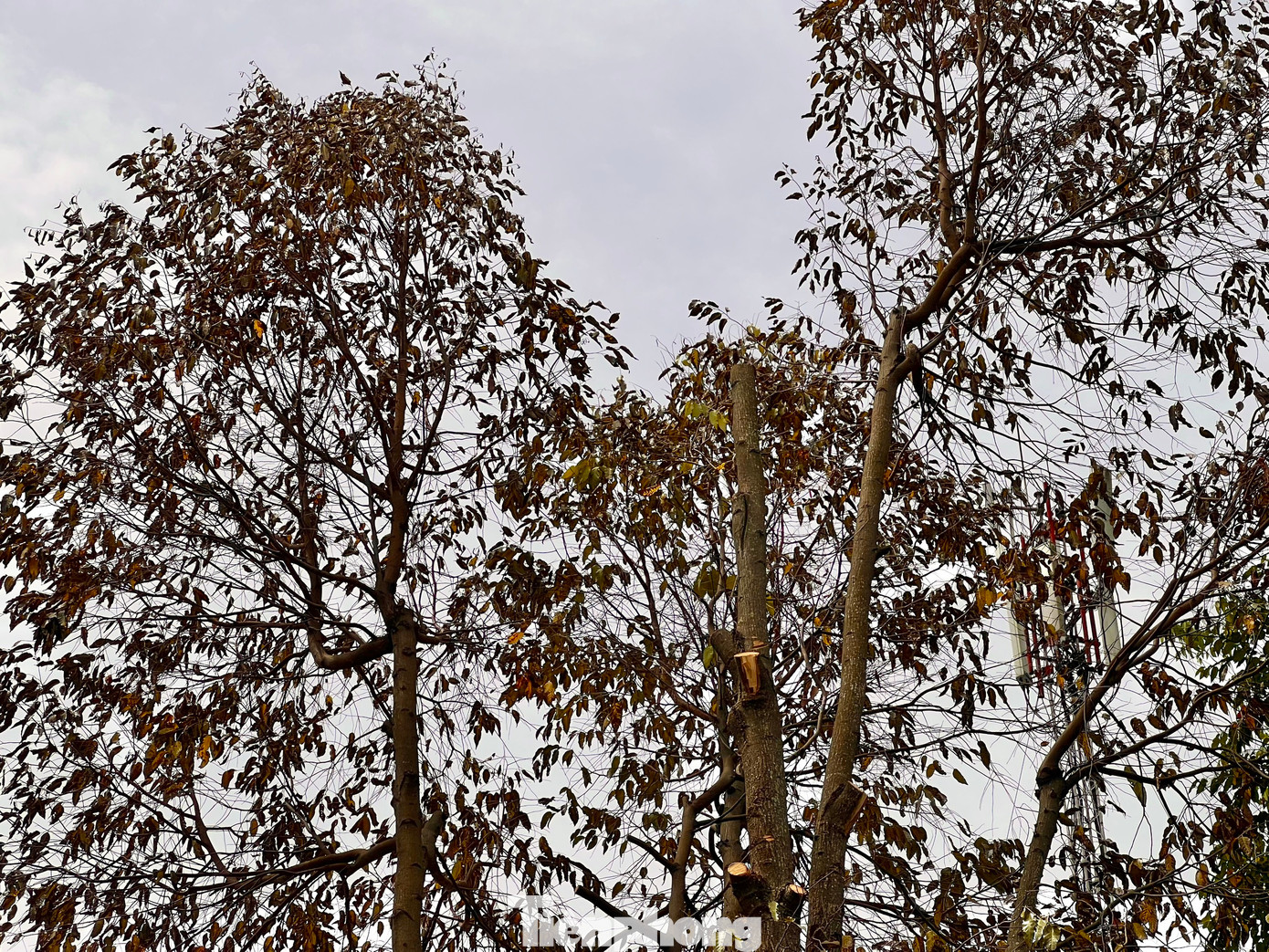 Lá của cây bị vàng, rụng lá. (Ảnh: Nguyễn Ngọc) Lá của cây bị vàng, rụng lá. (Ảnh: Nguyễn Ngọc)