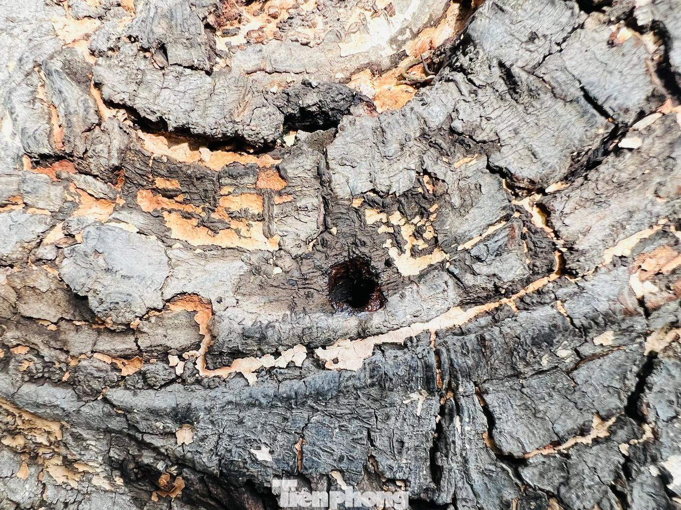 Dưới gốc cây phát hiện có hàng chục lỗ thủng nghi bị người xấu khoan, đổ chất độc. (Ảnh: Nguyễn Ngọc) Dưới gốc cây phát hiện có hàng chục lỗ thủng nghi bị người xấu khoan, đổ chất độc. (Ảnh: Nguyễn Ngọc)