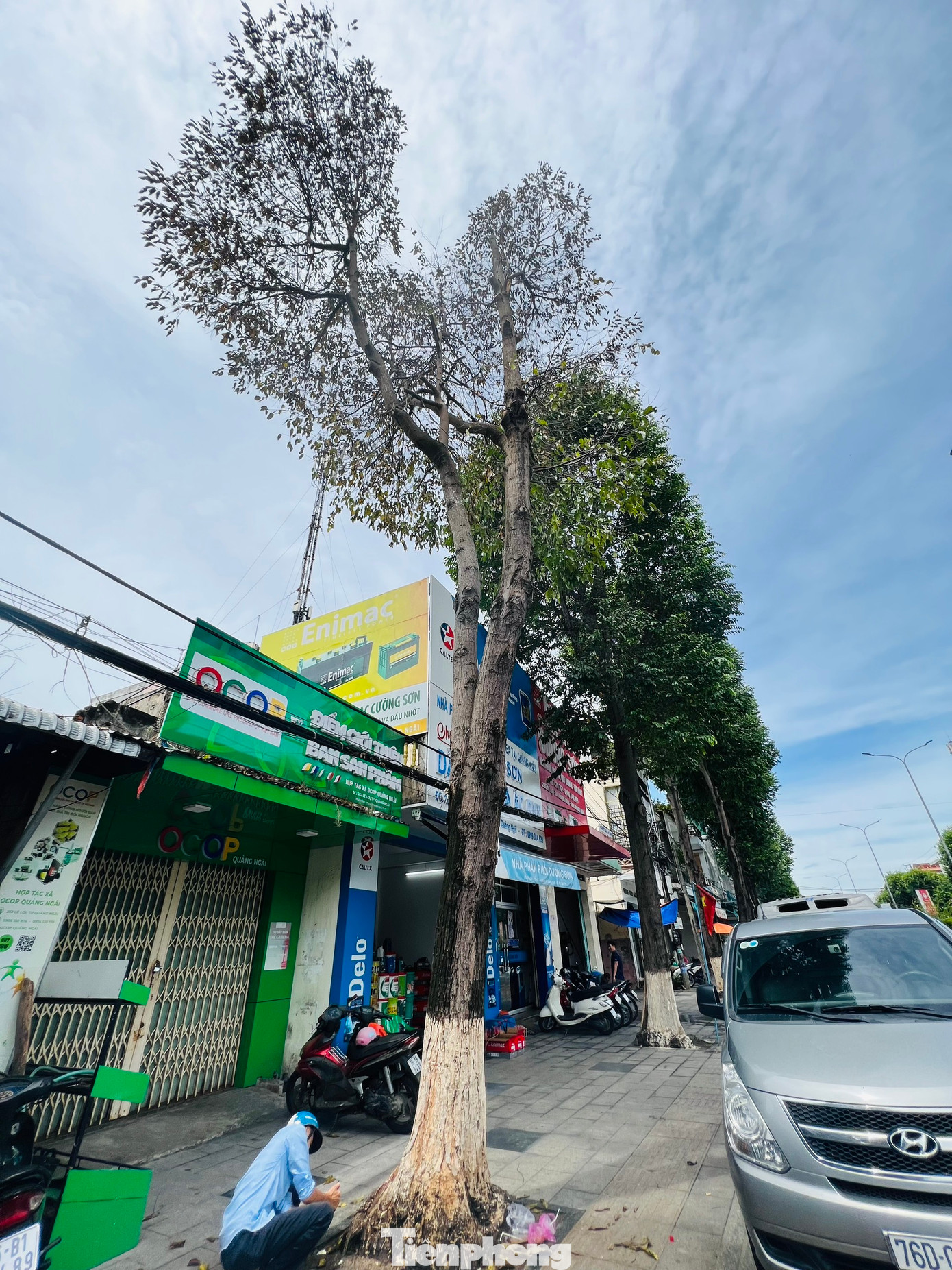 Hiện cây đã bắt đầu vàng lá, rụng lá, suy yếu và có dấu hiệu chết dần. (Ảnh: Nguyễn Ngọc) Hiện cây đã bắt đầu vàng lá, rụng lá, suy yếu và có dấu hiệu chết dần. (Ảnh: Nguyễn Ngọc)