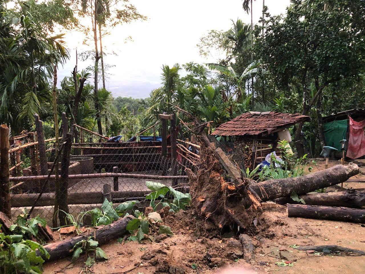 Nhiều cây cối bị ngã đổ.