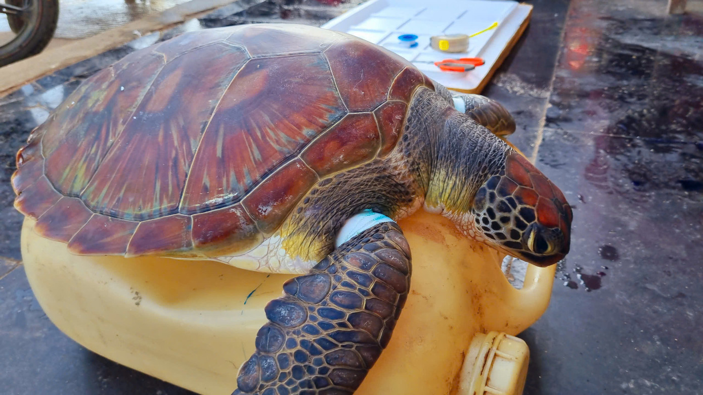 Hai chi trước của chú rùa bị lưới siết chặt nên bị thương rất nặng.