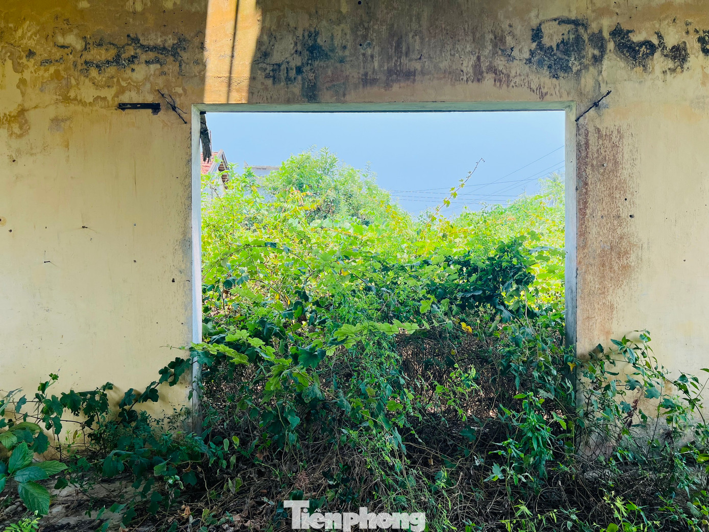 Theo ghi nhận của PV Tiền Phong, bên trong khuôn viên của công ty này hiện còn 8 khối nhà, đều đã xiêu vẹo, hoang tàn, cỏ dại mọc um tùm phủ kín các lối đi. Tại khu nhà xưởng cưa, nay hoang phế xuống cấp nghiêm trọng. Ảnh: Nguyễn Ngọc.