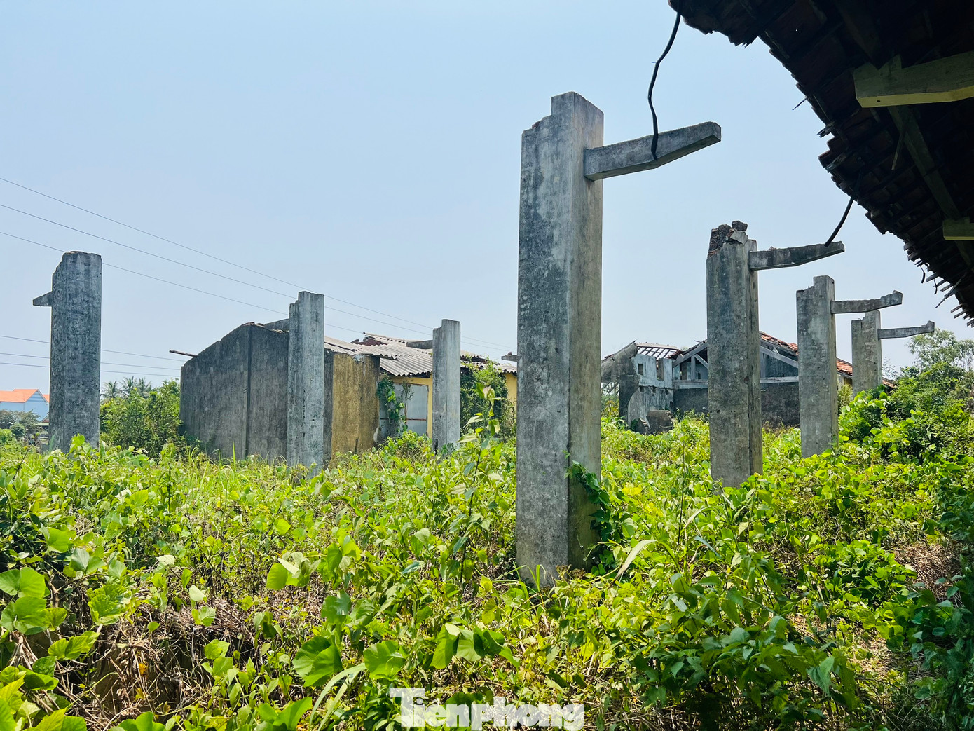 Theo ghi nhận của PV Tiền Phong, bên trong khuôn viên của công ty này hiện còn 8 khối nhà, đều đã xiêu vẹo, hoang tàn, cỏ dại mọc um tùm phủ kín các lối đi. Tại khu nhà xưởng cưa, nay hoang phế xuống cấp nghiêm trọng. Ảnh: Nguyễn Ngọc.