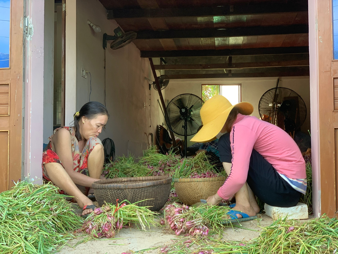 Người dân Lý Sơn thu hoạch hành tím.
