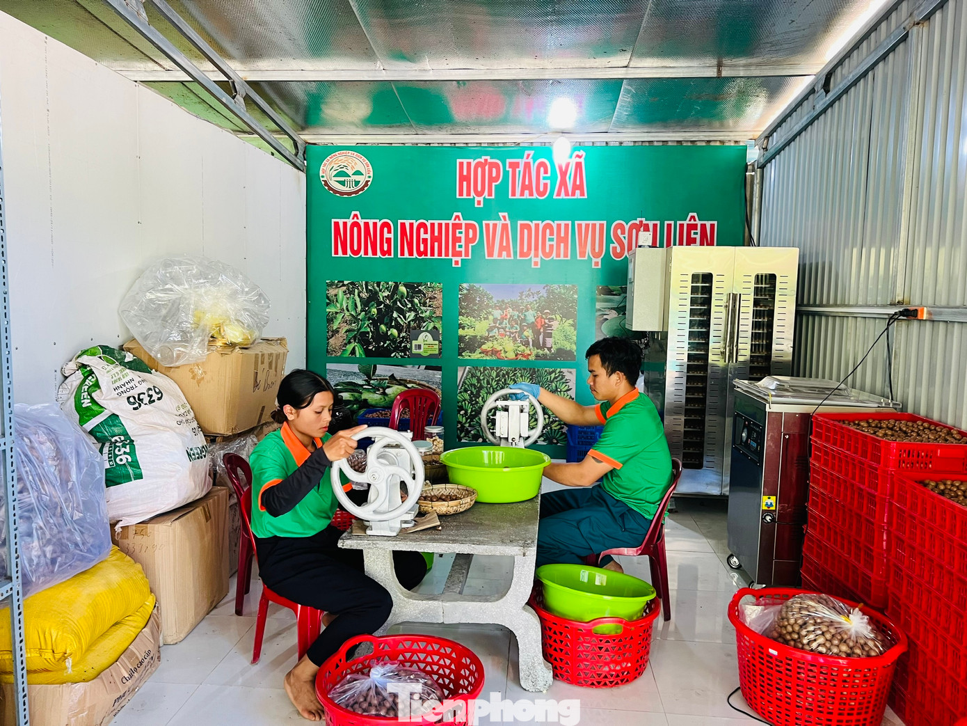 HTX Nông nghiệp và dịch vụ Sơn Liên giải quyết việc làm thường xuyên cho 10 lao động là đoàn viên thanh niên.