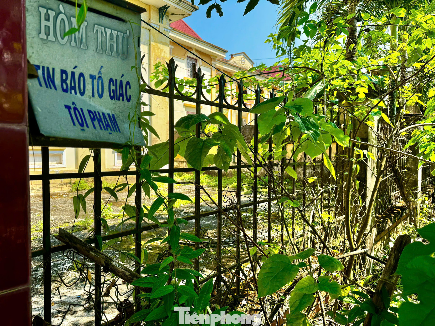 Tại trụ sở Viện kiểm sát nhân dân huyện Tây Trà (cũ), 'cửa đóng then cài', phía trong sân cây dại mọc um tùm, nhiều hạng mục bắt đầu xuống cấp. Bên trong các phòng chức năng, cảnh tượng nhếch nhác khó tin. Phân bò, phủ kín sàn nhà. Ảnh: Nguyễn Ngọc