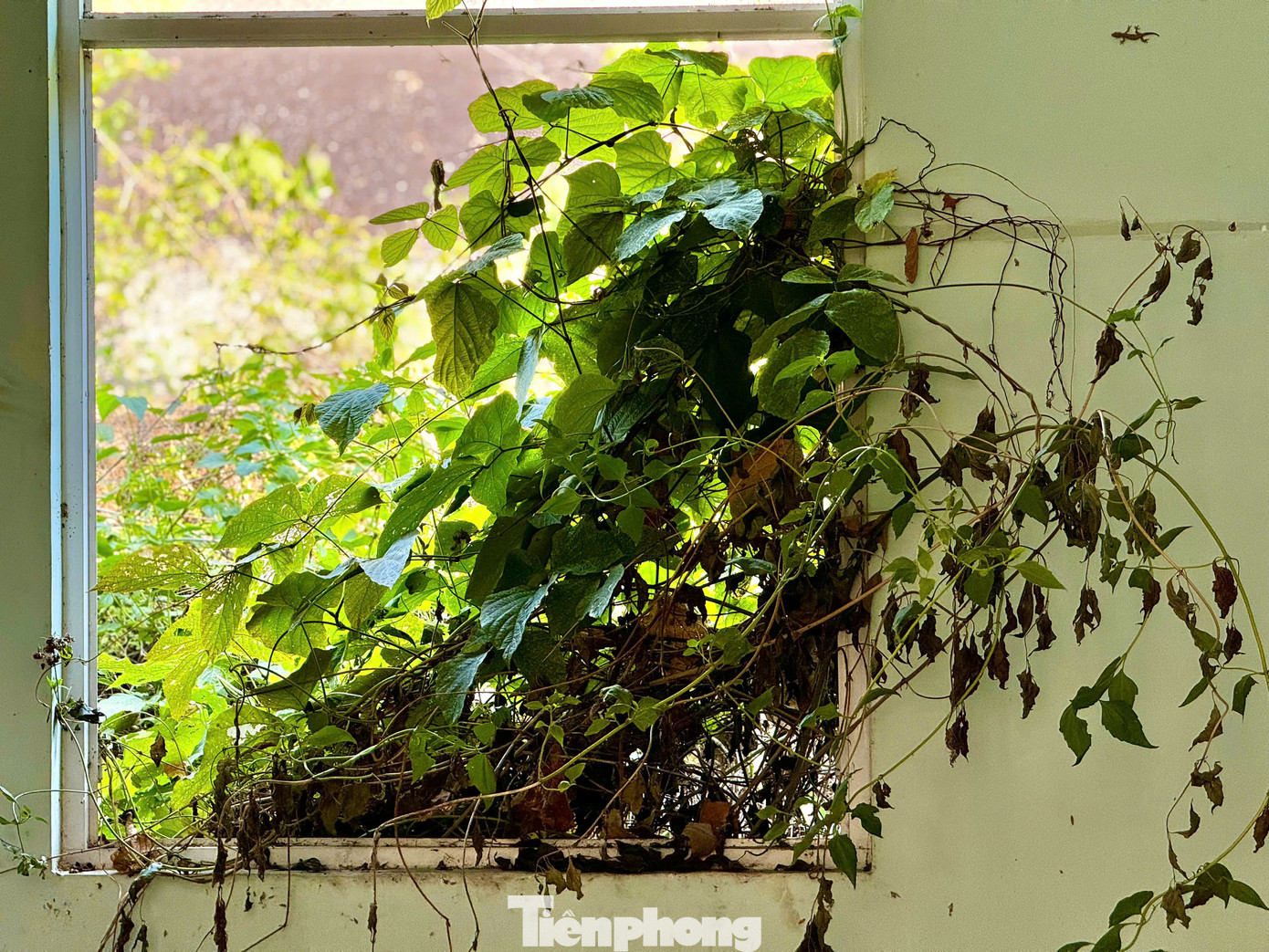 Nằm sát bên, trụ sở của Tòa án nhân dân huyện Tây Trà (cũ) cũng rơi vào cảnh hoang tàn. Đi sâu vào bên trong là hình ảnh u ám, nhếch nhác… Ảnh: Nguyễn Ngọc