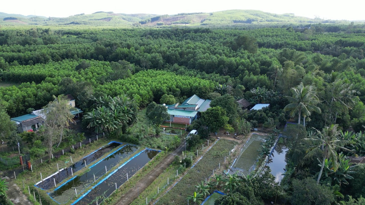 Mô hình nuôi ốc bưu đen của anh Lê Tấn Hoàng. Mô hình nuôi ốc bưu đen của anh Lê Tấn Hoàng.