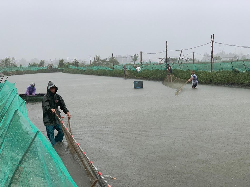 Người dân thôn Hòa Thuận, xã Tịnh Hòa, TP Quảng Ngãi hối hả kéo cá chạy đua với bão số 5. Ảnh: Nguyễn Ngọc