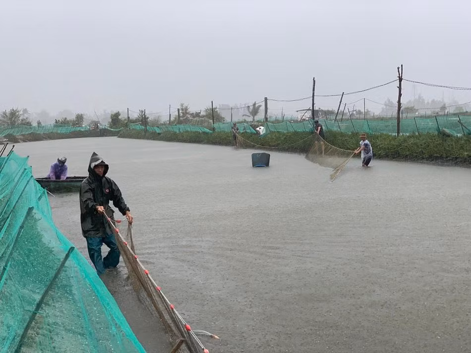 Người dân thôn Hòa Thuận, xã Tịnh Hòa, TP Quảng Ngãi hối hả kéo cá chạy đua với bão số 5. Ảnh: Nguyễn Ngọc Người dân thôn Hòa Thuận, xã Tịnh Hòa, TP Quảng Ngãi hối hả kéo cá chạy đua với bão số 5. Ảnh: Nguyễn Ngọc