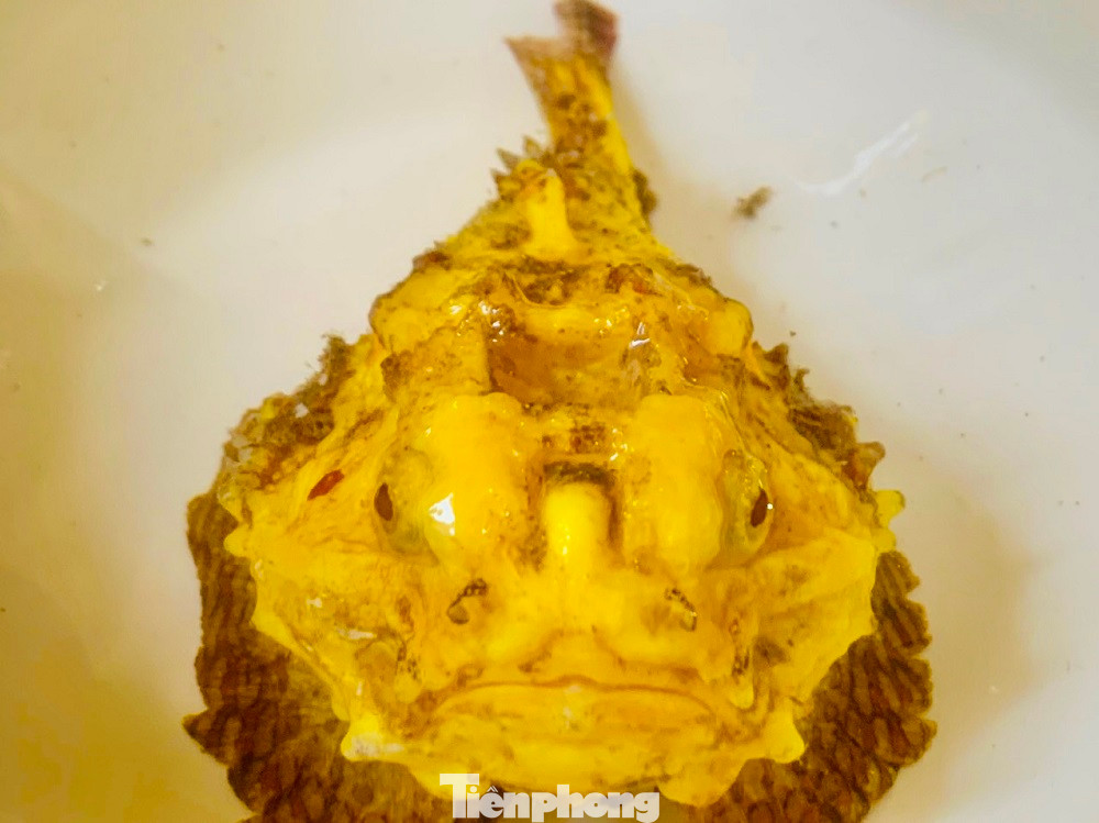 Con cá mặt quỷ "đột biến" mang màu vàng ươm như nghệ. Con cá mặt quỷ "đột biến" mang màu vàng ươm như nghệ.