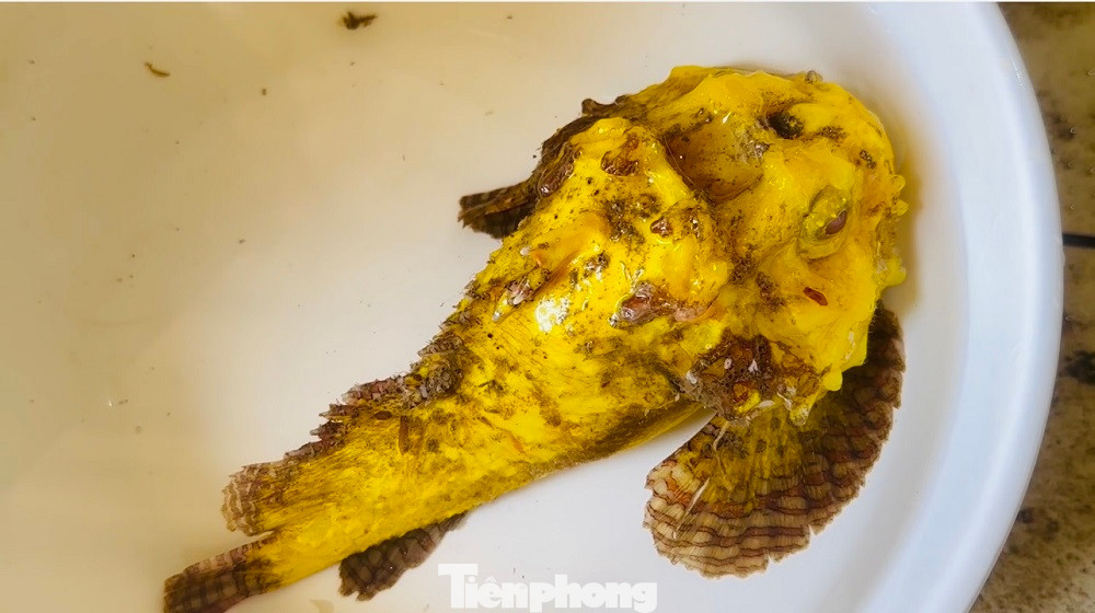 Nhiều thợ lặn trên đảo Lý Sơn cũng chưa bao giờ trông thấy con cá mặt quỷ có màu sắc kỳ lạ như vậy. Nhiều thợ lặn trên đảo Lý Sơn cũng chưa bao giờ trông thấy con cá mặt quỷ có màu sắc kỳ lạ như vậy.