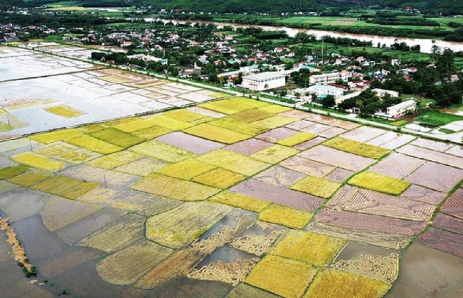 Nhiều diện tích lúa bị chìm trong nước.