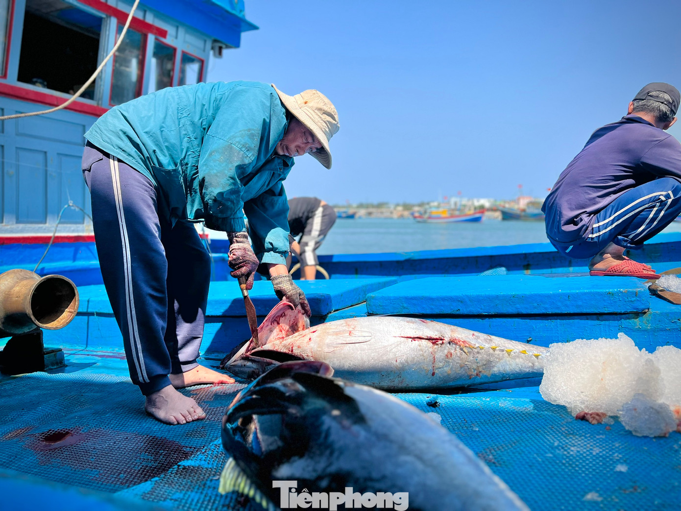“Chuyến biển xuyên Tết này không phải tàu nào cũng trúng, 10 tàu thì chỉ có 1-2 tàu trúng. Tàu nào phải câu được trên 30 con mới tính đến có lãi, dưới 30 con coi như chuyến biển hòa hoặc bị lỗ. Không có chuyến biển xuyên Tết năm nào lại thất thu như năm nay”, anh Chiến buồn bã nói. Ảnh: Nguyễn Ngọc “Chuyến biển xuyên Tết này không phải tàu nào cũng trúng, 10 tàu thì chỉ có 1-2 tàu trúng. Tàu nào phải câu được trên 30 con mới tính đến có lãi, dưới 30 con coi như chuyến biển hòa hoặc bị lỗ. Không có chuyến biển xuyên Tết năm nào lại thất thu như năm nay”, anh Chiến buồn bã nói. Ảnh: Nguyễn Ngọc