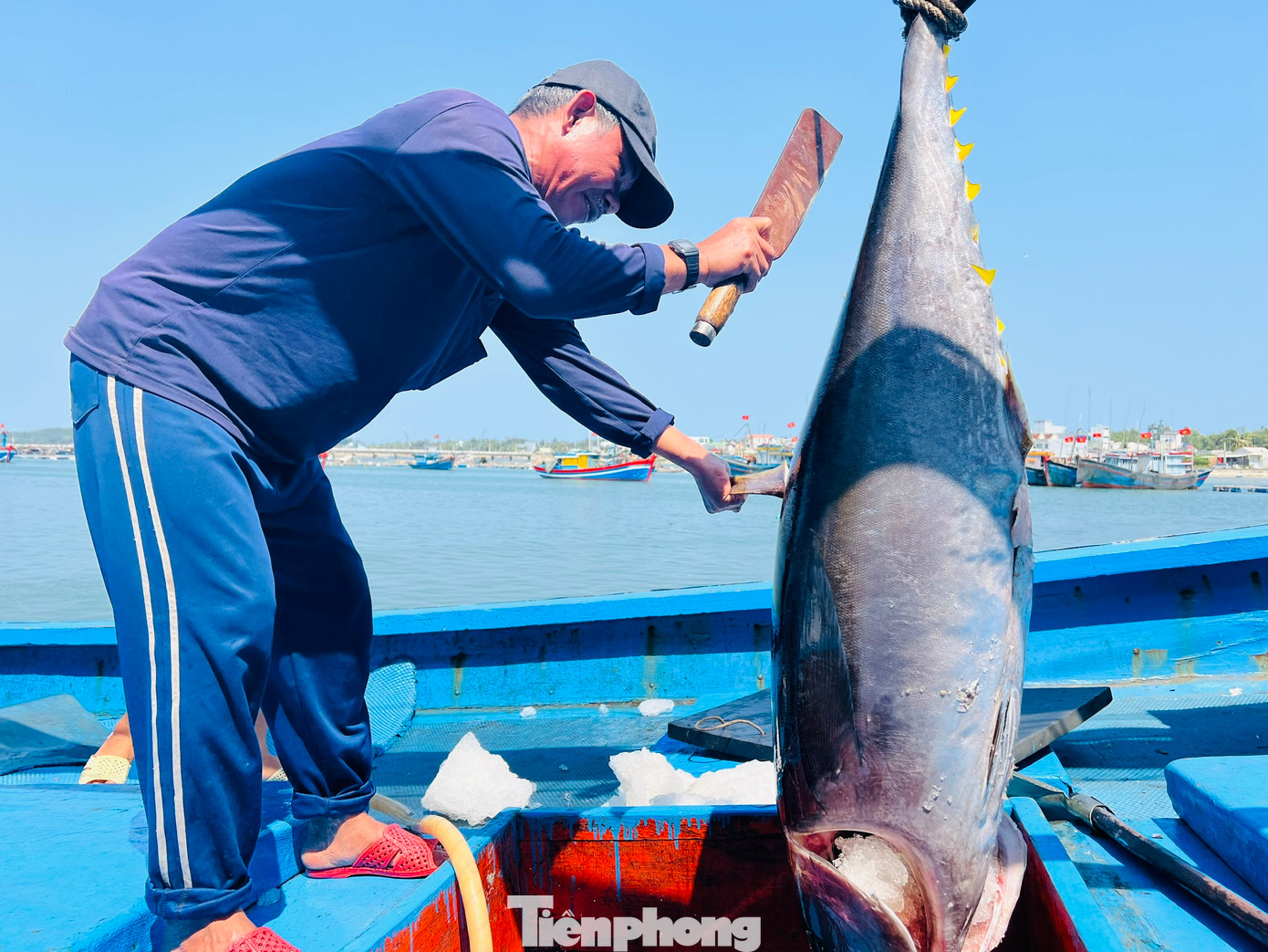 “Chuyến biển xuyên Tết này không phải tàu nào cũng trúng, 10 tàu thì chỉ có 1-2 tàu trúng. Tàu nào phải câu được trên 30 con mới tính đến có lãi, dưới 30 con coi như chuyến biển hòa hoặc bị lỗ. Không có chuyến biển xuyên Tết năm nào lại thất thu như năm nay”, anh Chiến buồn bã nói. Ảnh: Nguyễn Ngọc “Chuyến biển xuyên Tết này không phải tàu nào cũng trúng, 10 tàu thì chỉ có 1-2 tàu trúng. Tàu nào phải câu được trên 30 con mới tính đến có lãi, dưới 30 con coi như chuyến biển hòa hoặc bị lỗ. Không có chuyến biển xuyên Tết năm nào lại thất thu như năm nay”, anh Chiến buồn bã nói. Ảnh: Nguyễn Ngọc