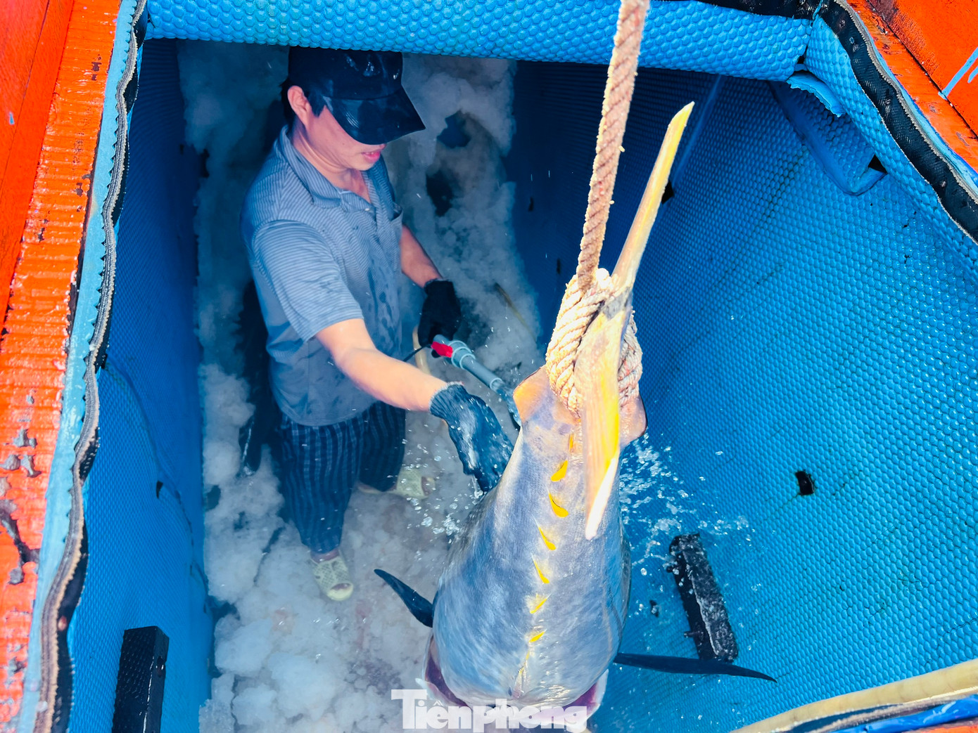 Vừa cập cảng cá Sa Huỳnh (thị xã Đức Phổ, tỉnh Quảng Ngãi) sau hơn nửa tháng đánh bắt xuyên Tết trên ngư trường Hoàng Sa, tàu cá QNg 94567 TS của ngư dân Nguyễn Văn Chiến (trú Phổ Châu, thị xã Đức Phổ) chỉ đánh bắt vỏn vẹn được 15 con cá ngừ đại dương. Ảnh: Nguyễn Ngọc Vừa cập cảng cá Sa Huỳnh (thị xã Đức Phổ, tỉnh Quảng Ngãi) sau hơn nửa tháng đánh bắt xuyên Tết trên ngư trường Hoàng Sa, tàu cá QNg 94567 TS của ngư dân Nguyễn Văn Chiến (trú Phổ Châu, thị xã Đức Phổ) chỉ đánh bắt vỏn vẹn được 15 con cá ngừ đại dương. Ảnh: Nguyễn Ngọc