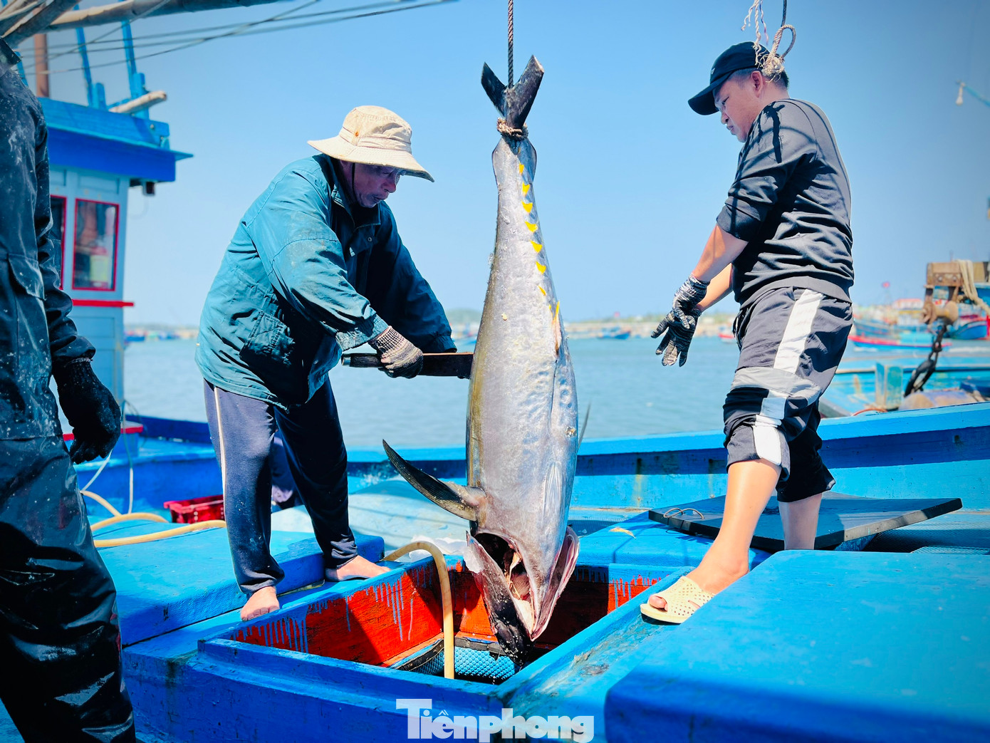 Theo anh Chiến, trung bình mỗi con từ 30-40kg, với giá bán 92-100 nghìn đồng/kg, tàu anh chỉ thu về khoảng 50 triệu, trong khi đó phí tổn đã 100 triệu, chuyến này lỗ 50 triệu. Ảnh: Nguyễn Ngọc Theo anh Chiến, trung bình mỗi con từ 30-40kg, với giá bán 92-100 nghìn đồng/kg, tàu anh chỉ thu về khoảng 50 triệu, trong khi đó phí tổn đã 100 triệu, chuyến này lỗ 50 triệu. Ảnh: Nguyễn Ngọc