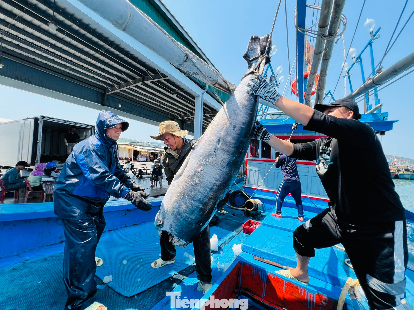 Đang bốc cá bán cho thương lái, ngư dân Kiều Trạng (trú thị xã Hoài Nhơn, tỉnh Bình Định - thuyền trưởng tàu cá QNg 98835 TS) cho biết, chuyến biển xuyên Tết này tàu của anh đánh bắt được 30 con cá ngừ đại dương, ước khoảng chừng 1 tấn, bán được khoảng 100 triệu đồng. Ảnh: Nguyễn Ngọc Đang bốc cá bán cho thương lái, ngư dân Kiều Trạng (trú thị xã Hoài Nhơn, tỉnh Bình Định - thuyền trưởng tàu cá QNg 98835 TS) cho biết, chuyến biển xuyên Tết này tàu của anh đánh bắt được 30 con cá ngừ đại dương, ước khoảng chừng 1 tấn, bán được khoảng 100 triệu đồng. Ảnh: Nguyễn Ngọc