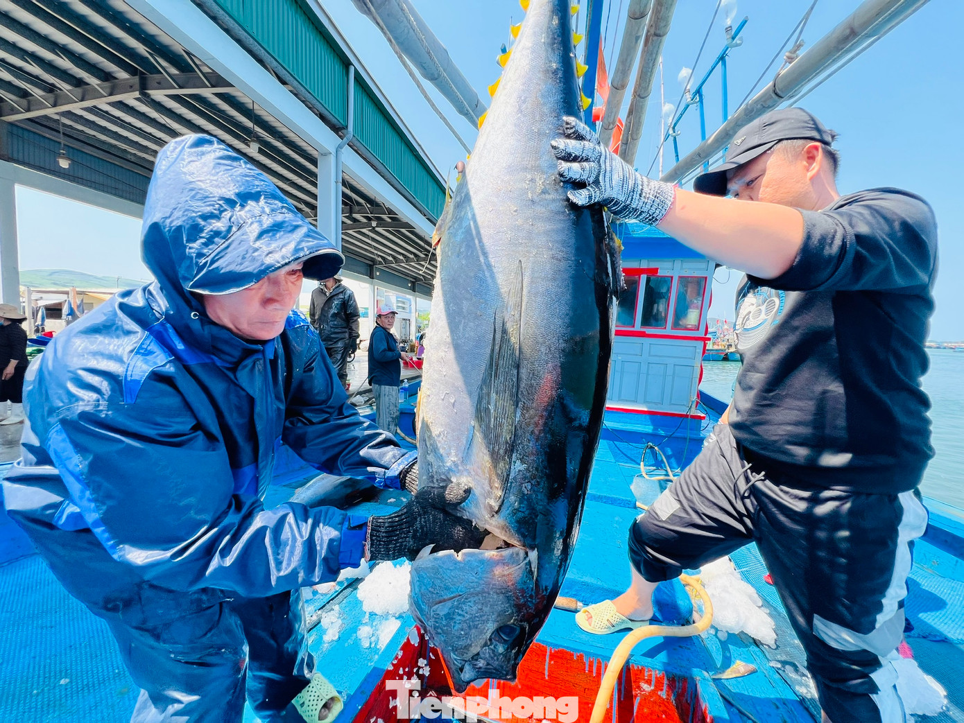 Đang bốc cá bán cho thương lái, ngư dân Kiều Trạng (trú thị xã Hoài Nhơn, tỉnh Bình Định - thuyền trưởng tàu cá QNg 98835 TS) cho biết, chuyến biển xuyên Tết này tàu của anh đánh bắt được 30 con cá ngừ đại dương, ước khoảng chừng 1 tấn, bán được khoảng 100 triệu đồng. Ảnh: Nguyễn Ngọc Đang bốc cá bán cho thương lái, ngư dân Kiều Trạng (trú thị xã Hoài Nhơn, tỉnh Bình Định - thuyền trưởng tàu cá QNg 98835 TS) cho biết, chuyến biển xuyên Tết này tàu của anh đánh bắt được 30 con cá ngừ đại dương, ước khoảng chừng 1 tấn, bán được khoảng 100 triệu đồng. Ảnh: Nguyễn Ngọc