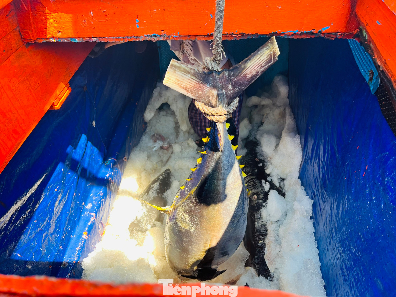 Vừa cập cảng cá Sa Huỳnh (thị xã Đức Phổ, tỉnh Quảng Ngãi) sau hơn nửa tháng đánh bắt xuyên Tết trên ngư trường Hoàng Sa, tàu cá QNg 94567 TS của ngư dân Nguyễn Văn Chiến (trú Phổ Châu, thị xã Đức Phổ) chỉ đánh bắt vỏn vẹn được 15 con cá ngừ đại dương. Ảnh: Nguyễn Ngọc Vừa cập cảng cá Sa Huỳnh (thị xã Đức Phổ, tỉnh Quảng Ngãi) sau hơn nửa tháng đánh bắt xuyên Tết trên ngư trường Hoàng Sa, tàu cá QNg 94567 TS của ngư dân Nguyễn Văn Chiến (trú Phổ Châu, thị xã Đức Phổ) chỉ đánh bắt vỏn vẹn được 15 con cá ngừ đại dương. Ảnh: Nguyễn Ngọc