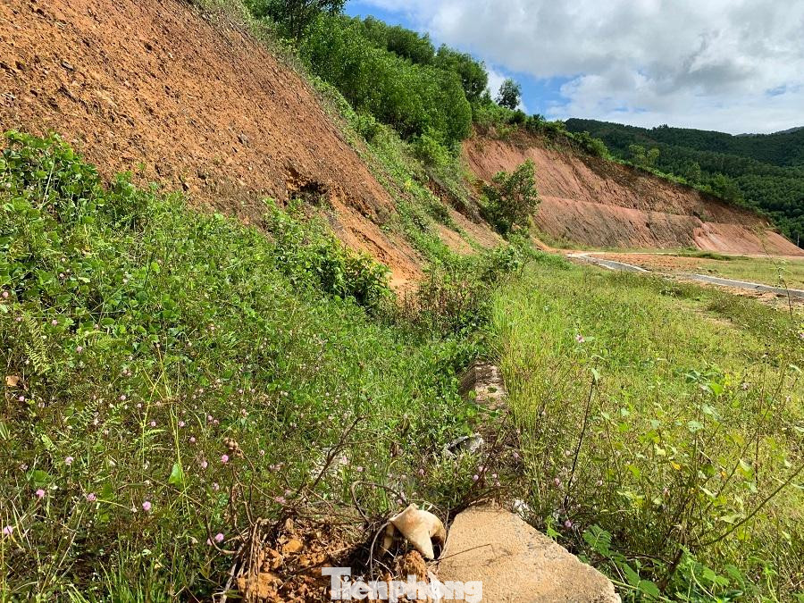 Cỏ dại mọc um tùm. Ảnh: Nguyễn Ngọc