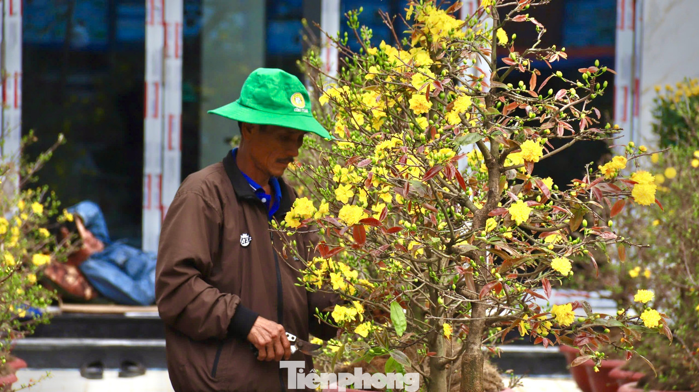 Đây là năm thứ 5 anh Phạm Văn Sáng (trú tại tỉnh Bình Định) đưa mai ra bán ở chợ hoa Tết Quảng Ngãi, nhưng chưa năm nào lại rơi vào tình cảnh ế ẩm như năm nay. “Mọi năm đến thời điểm hiện tại tôi đã bán hơn nửa số chậu mai mang ra, nhưng bây giờ lại chưa bán tới được 10 chậu”, anh Sáng bộc bạch. Ảnh: Nguyễn Ngọc