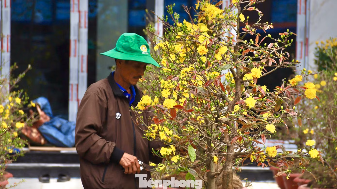 Đây là năm thứ 5 anh Phạm Văn Sáng (trú tại tỉnh Bình Định) đưa mai ra bán ở chợ hoa Tết Quảng Ngãi, nhưng chưa năm nào lại rơi vào tình cảnh ế ẩm như năm nay. “Mọi năm đến thời điểm hiện tại tôi đã bán hơn nửa số chậu mai mang ra, nhưng bây giờ lại chưa bán tới được 10 chậu”, anh Sáng bộc bạch. Ảnh: Nguyễn Ngọc