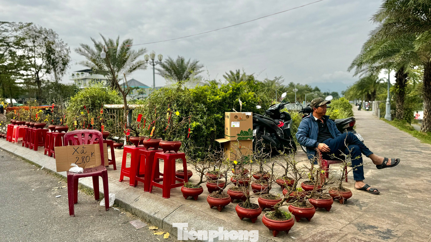 Anh Trần Huy Sang (huyện Mộ Đức, tỉnh Quảng Ngãi) cho biết, năm ngoái cũng đúng 27 Tết, hơn 1.000 chậu mai mini anh lấy về từ Bình Định đã được bán hết. Tuy nhiên, năm nay, dù chỉ lấy có 400 chậu, nhưng anh cũng chỉ mới bán được chưa tới 30 chậu. Ảnh: Nguyễn Ngọc